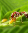 /album/galerie-photos/fourmis9-jpg/