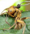 /album/galerie-photos/des-fourmis-zombies-controlees-par-des-champignons-credits-david-hugues-25716-w250-jpg/