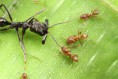 /album/galerie-photos/combat-fourmis-442807-jpg/